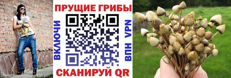 Псилоцибиновые грибы Psilocybe  купить закладку  Нестеровская 